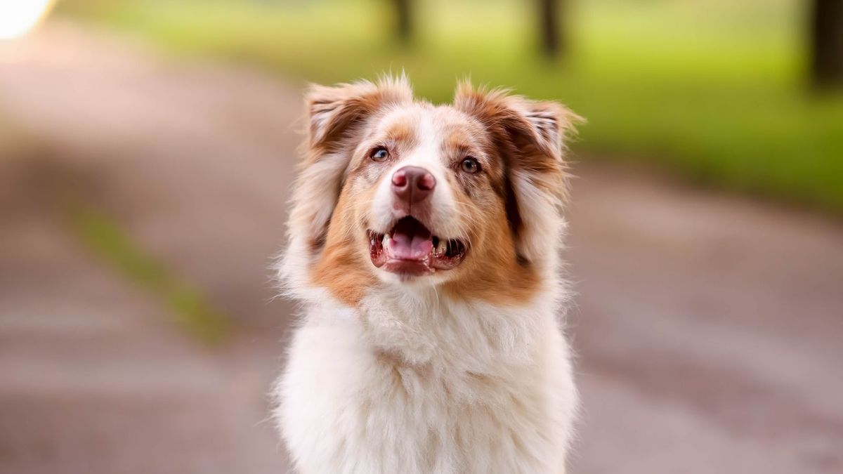 Australian Shepherd