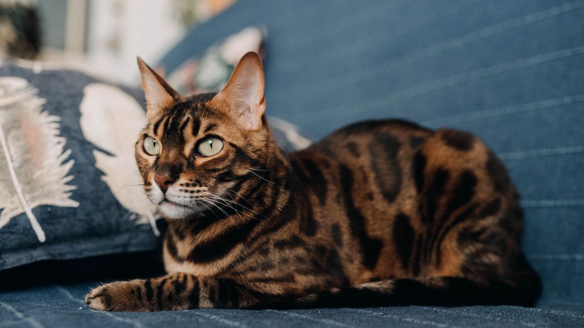Bengal