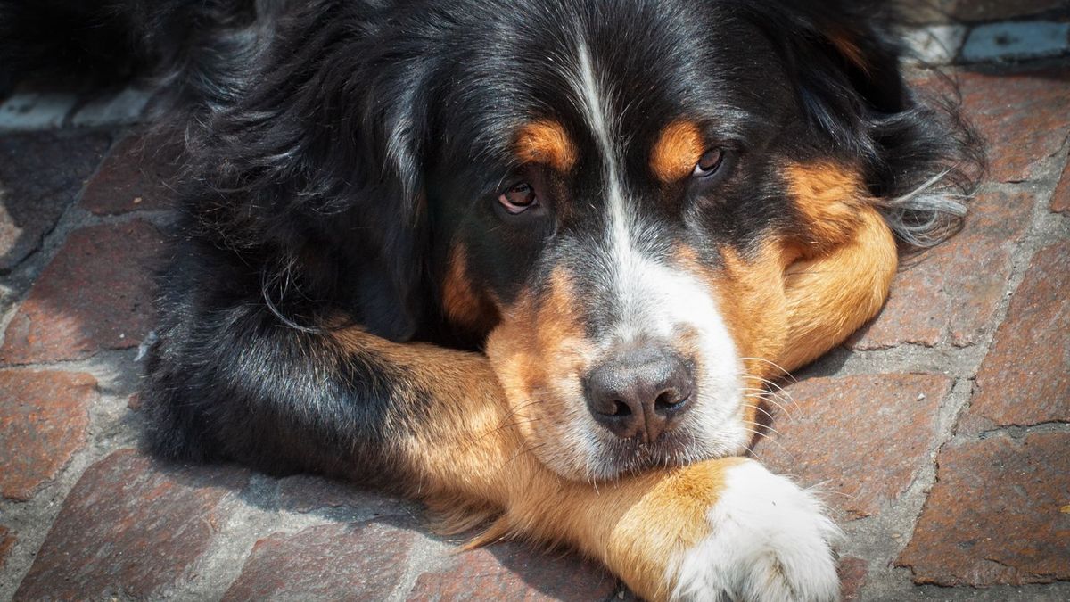 Bernese Mountain Dog
