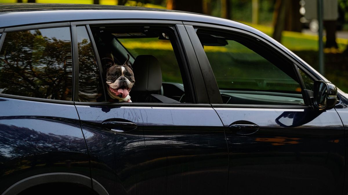 Boston Terrier