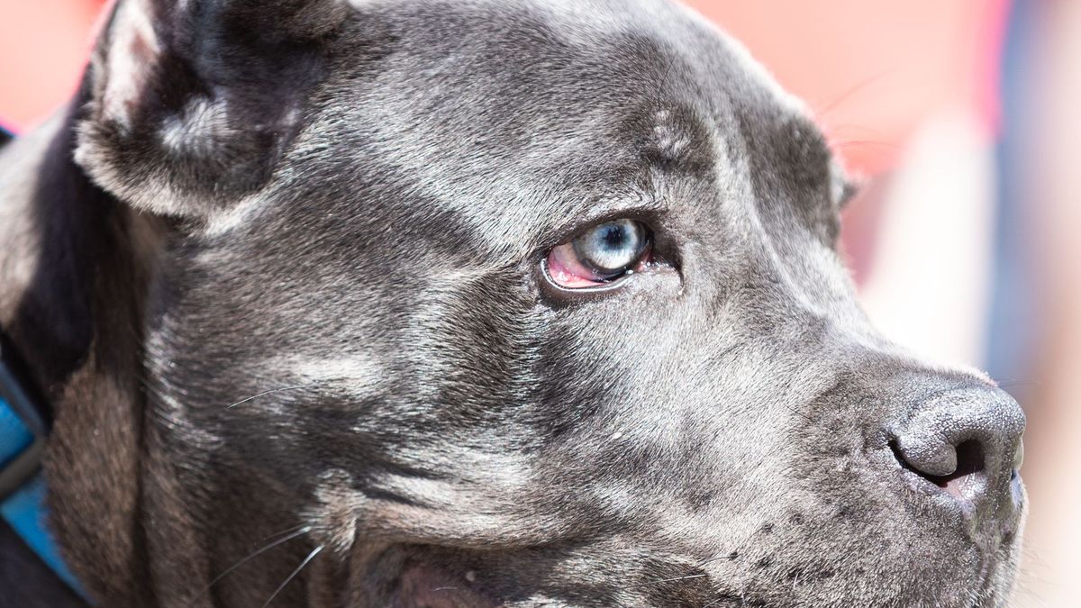 Cane Corso