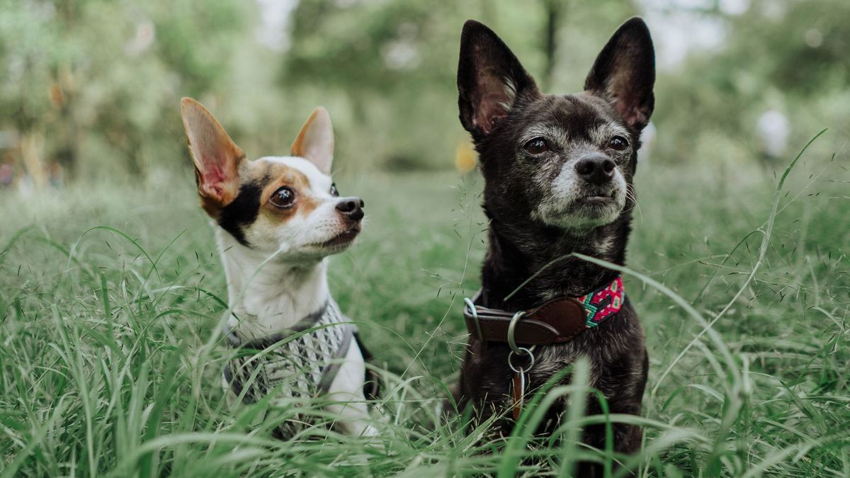 Chihuahua