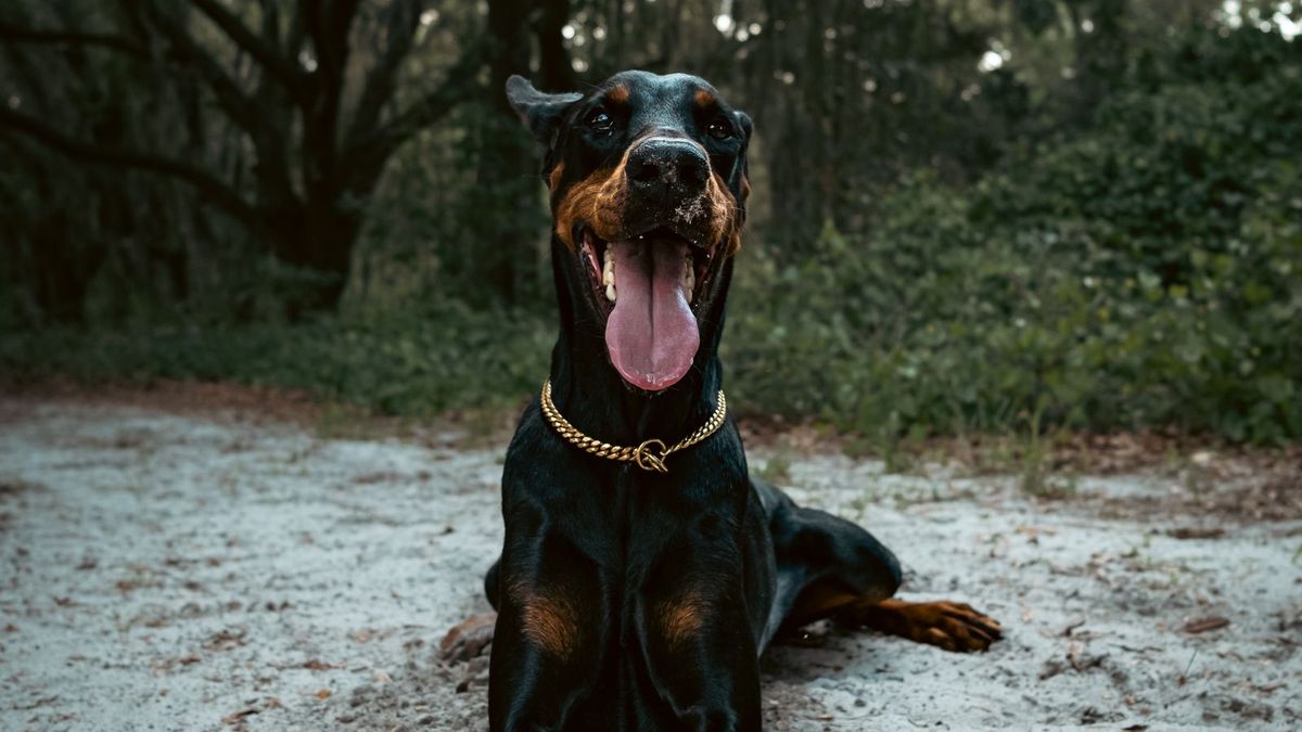 Doberman Pinscher