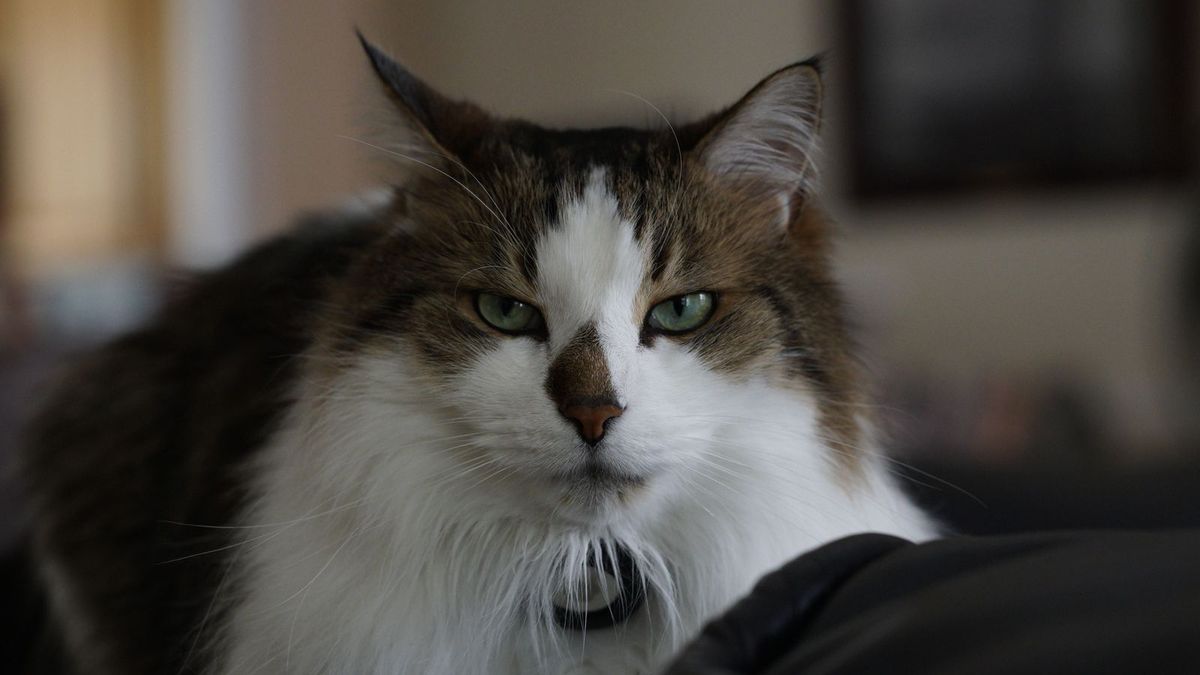 Domestic Longhair