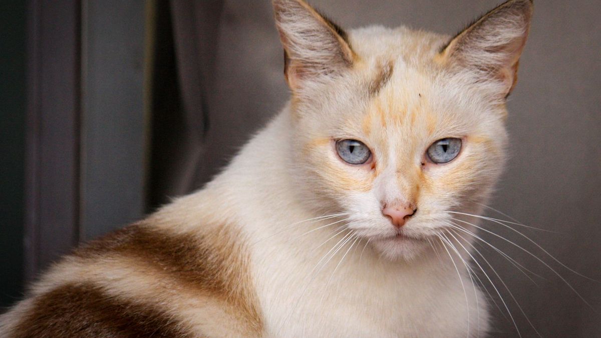 Domestic Shorthair