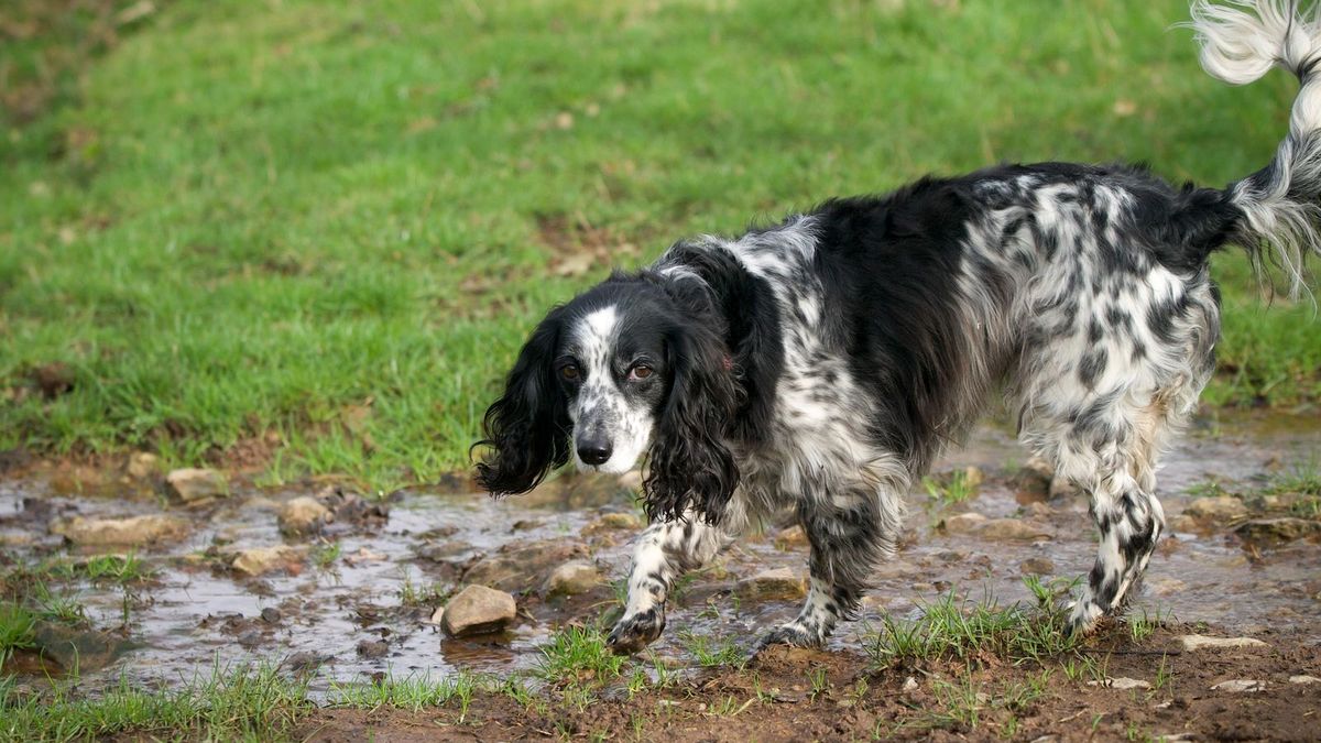 English Springer Spaniel