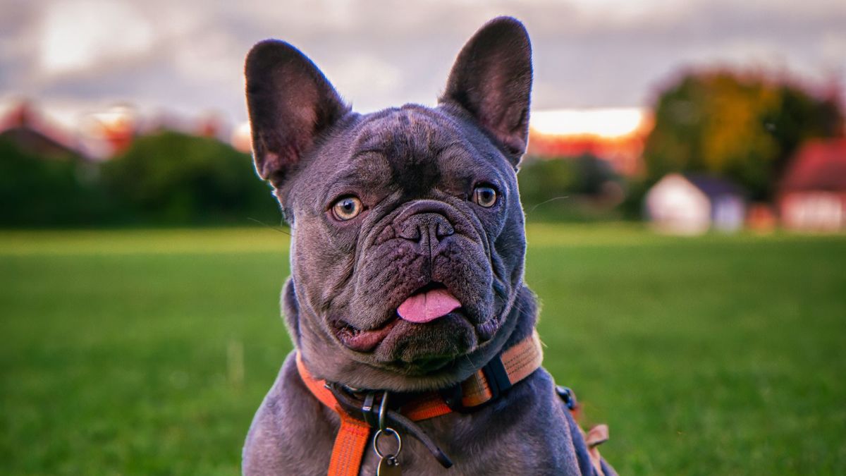 French Bulldog
