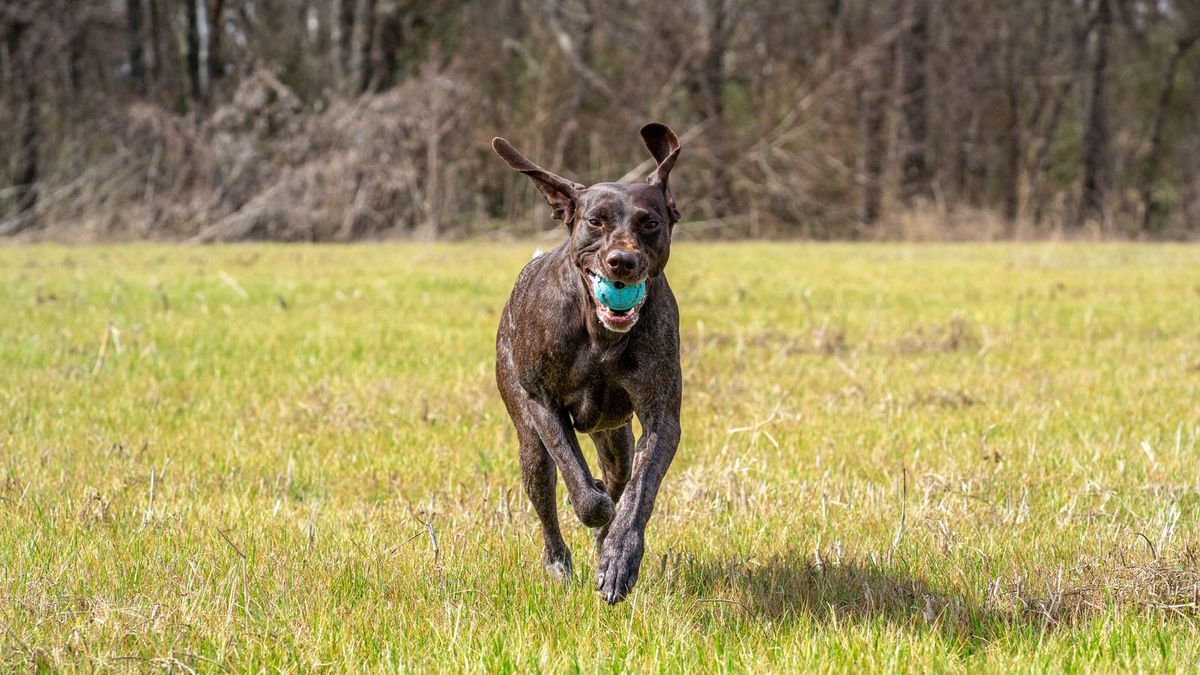 German Shorthaired Pointer