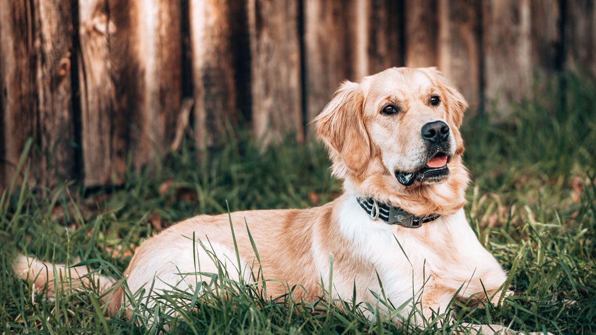 Golden Retriever
