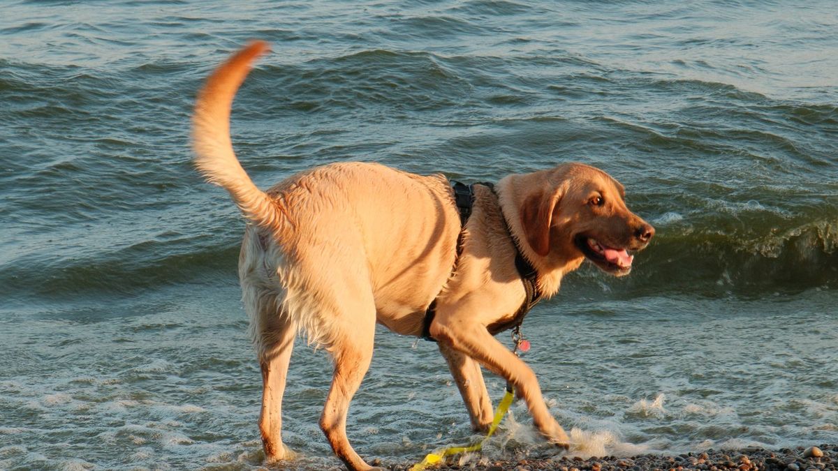Labrador Retriever