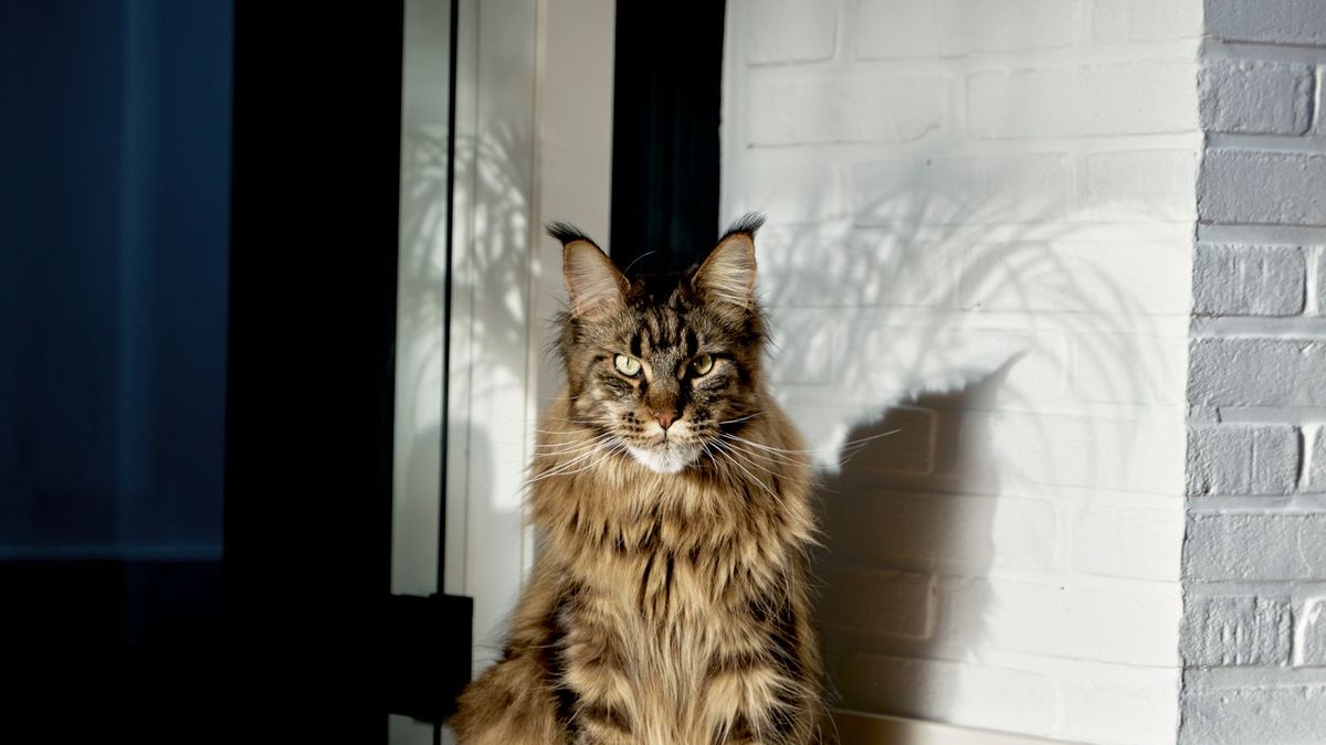 Maine Coon