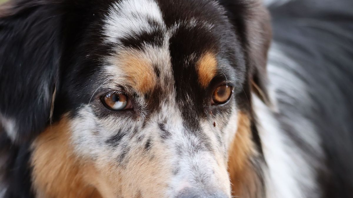Miniature American Shepherd
