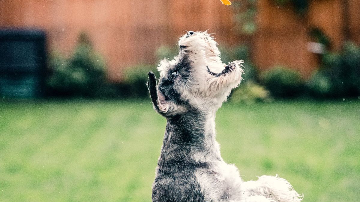 Miniature Schnauzer