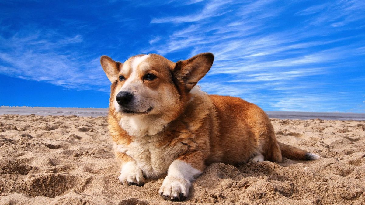 Pembroke Welsh Corgi