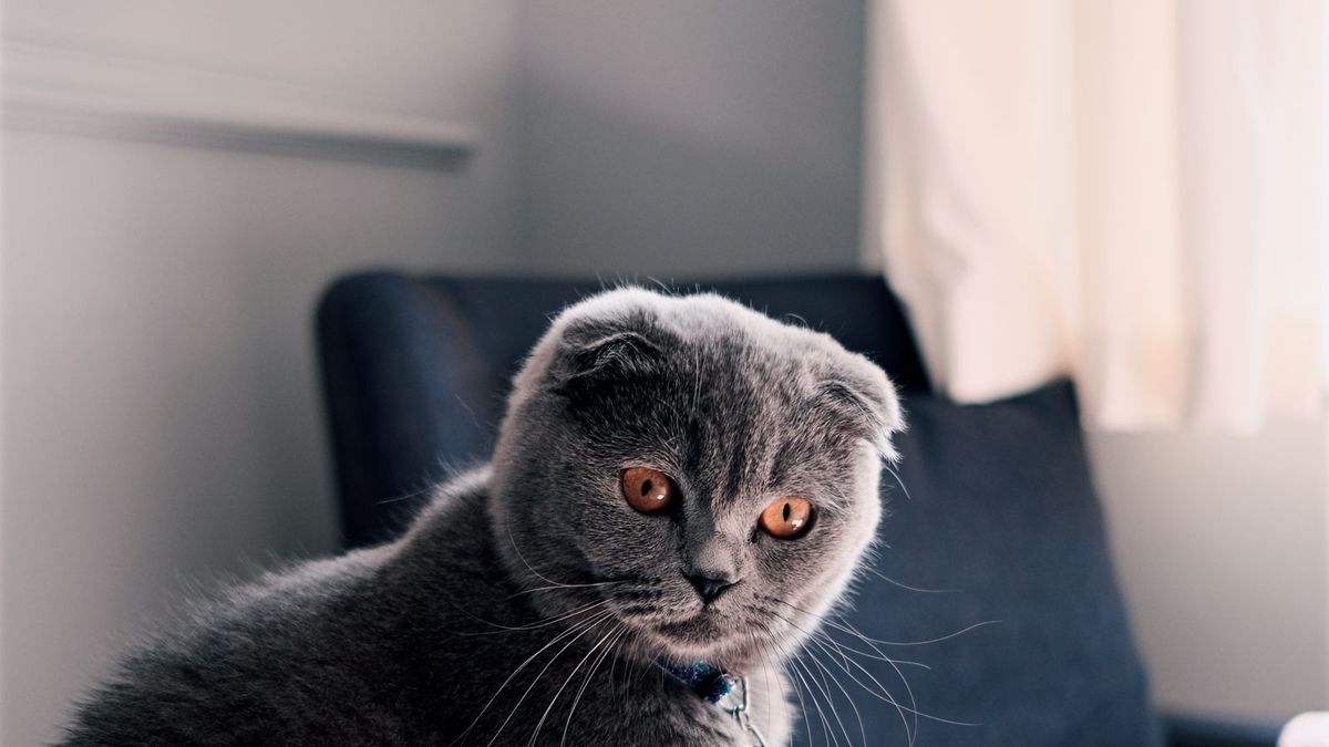 Scottish Fold