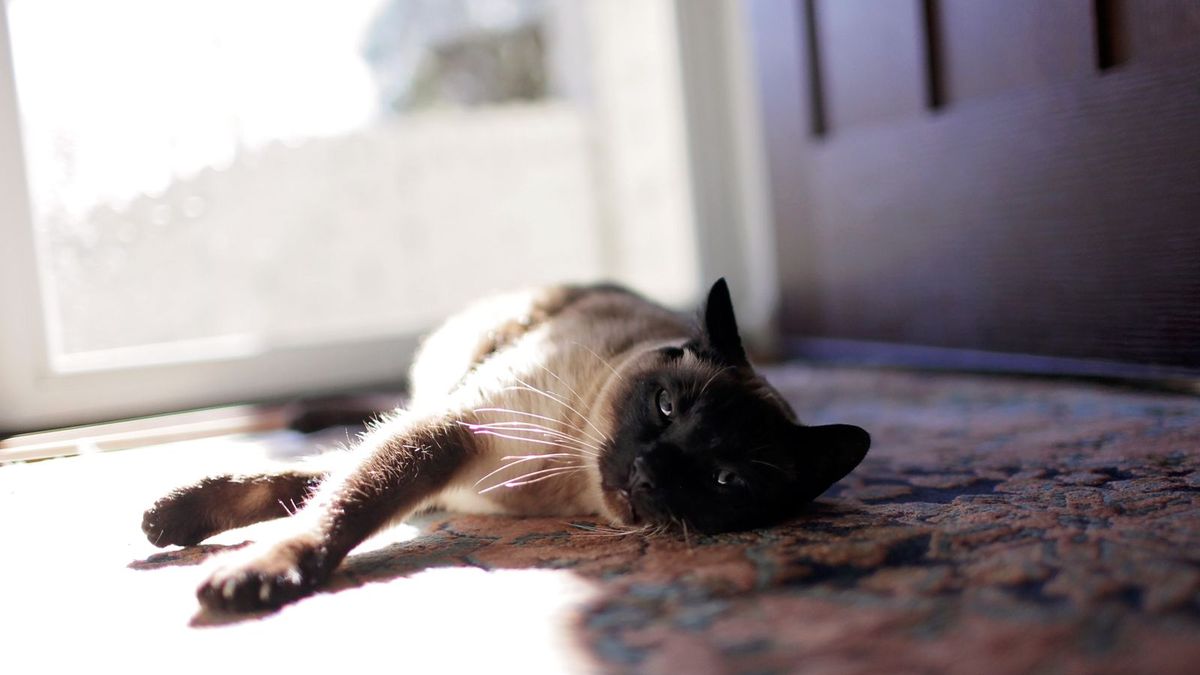 Siamese