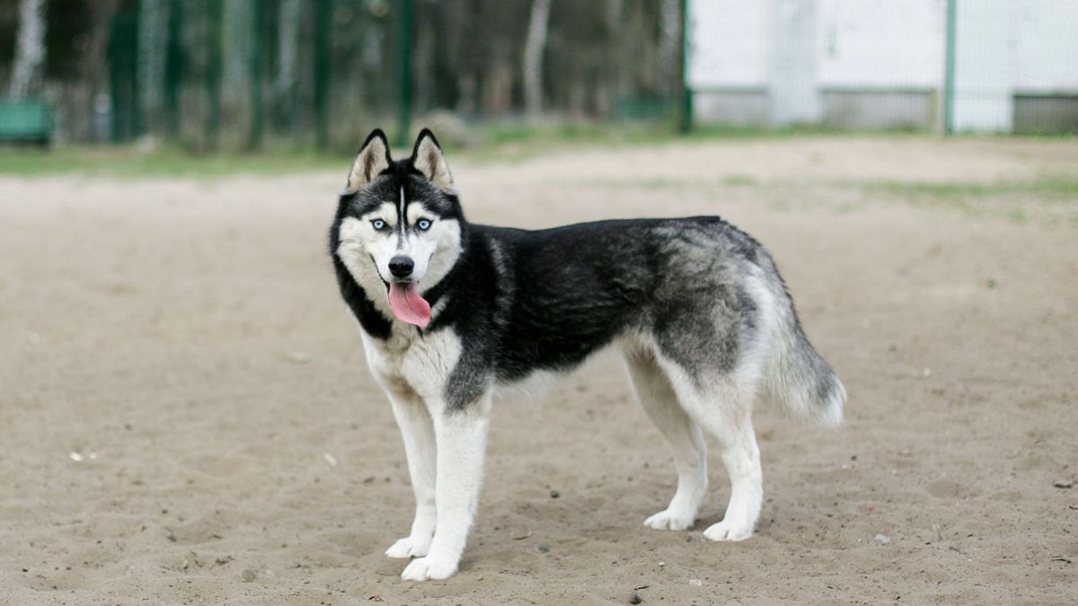 Siberian Husky