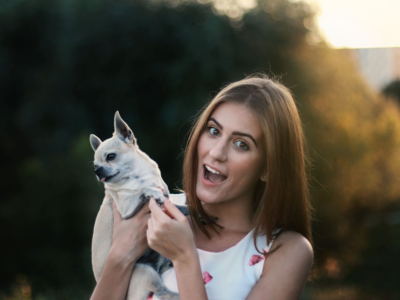 A dog out on a walk with its owner