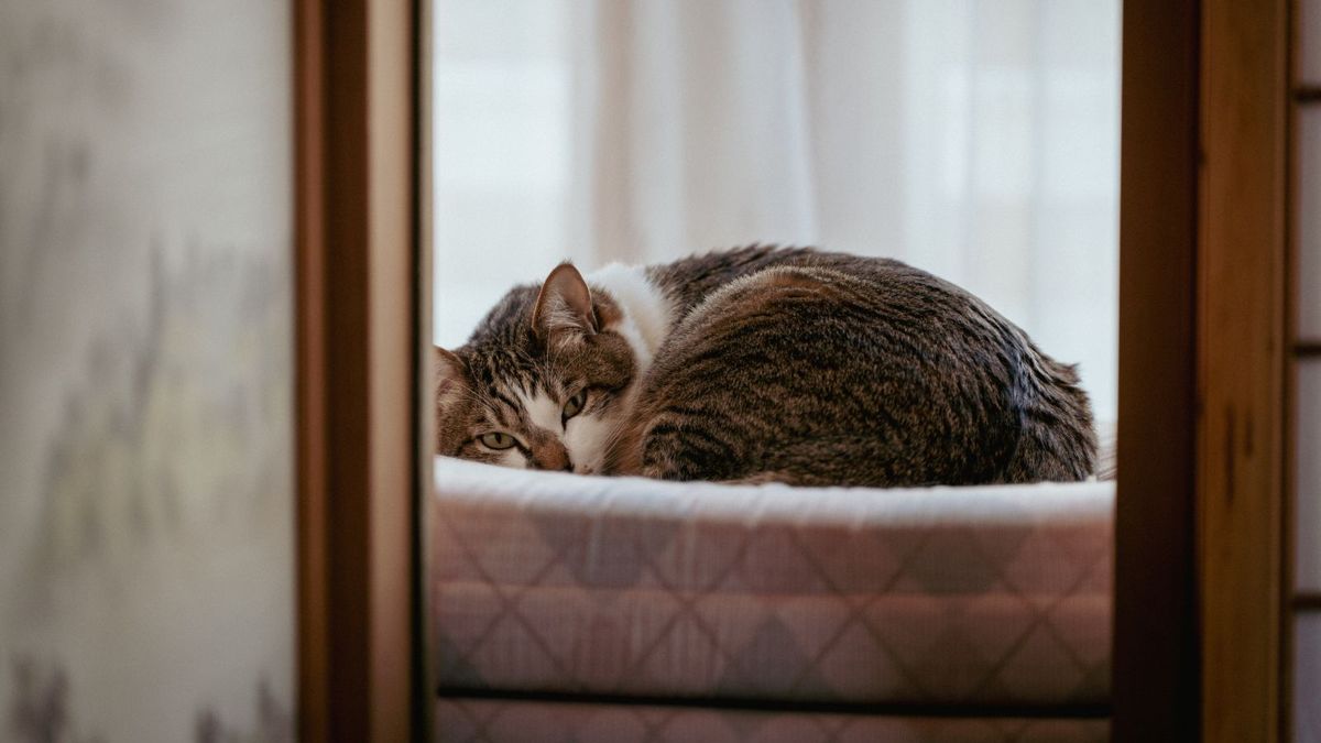 A tabby cat curled up on a bed