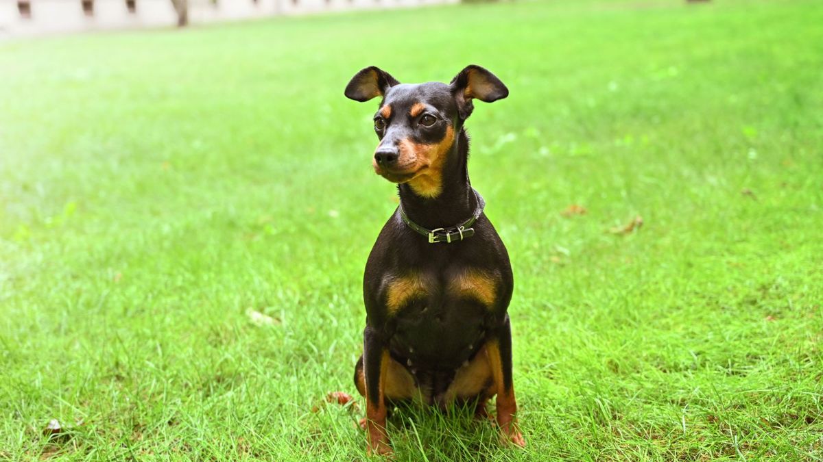 A small dog sitting on grass in a park